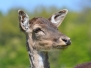 Animal (Hary)