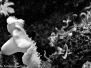 Animals (Jasmin)