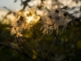 Flowers (Thomas)