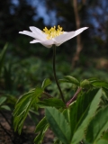 Blume1