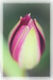 IMG_0440_ret