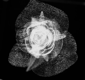 macrorosen-5-von-13-5f4cbe18781243770a3229cde524e8ebe24a509a